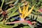 Bird of paradise Strelitzia reginae