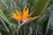 Bird of Paradise, Strelitzia reginae exotic tropical flower at La Palma
