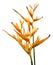 Bird of paradise symbolizes freedom and joy, as well as is known as the ultimate symbol of paradise and freedom.