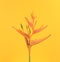 Bird of paradise tropical exotic flower floral plant against yellow abstract background. Wall art, fine art minimalist photography