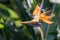 Bird of Paradise, a tropical plant in beautiful fun vivid complimentary colors