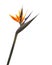 Bird of paradize flower Strelitzia isolated on a white background