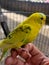 Bird Parkit Yellow