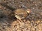 Bird partridge hen Alectoris chukar