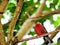 Bird, Passerine perched on branch