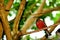 Bird, Passerine perched on branch in aviary