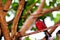 Bird, Passerine perched on branch in Florida