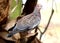 Bird patagioenas picazuro in the foot of green coconut tree