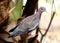Bird patagioenas picazuro in the foot of green coconut tree