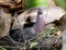 Bird patagioenas picazuro in the nest