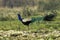 The bird is a peacock. Wildlife, safari on the border of Nepal a