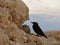 A bird pecking at a rock