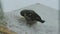 Bird pecks seeds in the bird feeder in winter. Slow motion video full hd