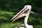 Bird - Pelican