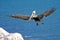 Bird pelican in flight