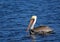 Bird pelican in river San Juan