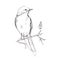 Bird pencil grey sketch vector illustration