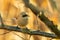 A Bird Penduline Tit Remiz pendulinus male