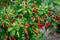 Bird Pepper plant bunch group ripe organic Caribbean Tropical green