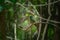 A bird perched on a branch.