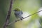 Bird perched in a branch