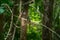 A bird perched on a branch inside the forest