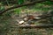 A bird perched on a branch inside the forest