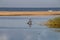 Bird Perched on Branch in River Searching for Fish