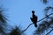 bird perched on a branch in swamp