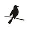 Bird perched on a branch. Vector black icon