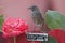 Bird perched on a February decorated fence