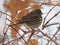 Bird perched in a grapevine after the first winter storm