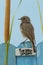 Bird perched on a July decorated fence