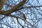 Bird perched on the leafless branch of a brown tree against bright sky