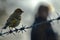 bird perched near barbed wire, person observing in background