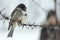 bird perched near barbed wire, person observing in background