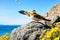 A bird perched on a rock by the sea with a beautiful starling.