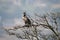 a bird is perched on top of the tree branch above