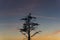 bird perched in a tree at sunset in the Florida Swamp