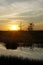 bird perched in a tree at sunset in the Florida Swamp