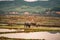 A bird perches on cattle in rural vietnam