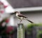 Bird Perches on fence with food