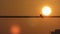 a bird perches on a power line at sunset and looks very beautiful and catches one\\\'s attention