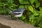 Bird perching on ledge, Nagpur