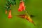 Bird from Peru. Orange and green bird in the forest with red flower. Hummingbird Chestnut-breasted Coronet in the forest.