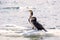 Bird of Phalacrocorax auritus floating on an ice floe on a river