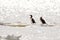 Bird of Phalacrocorax auritus floating on an ice floe on a river