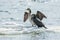 Bird of Phalacrocorax auritus floating on an ice floe on a river