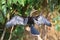 Bird . Phalacrocorax brasilianus, The Neotropic Cormorant found in CaÃ±o Negro, Costa Rica