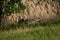 Bird photographer in full camouflage by Loess wall with European bee-eater homes